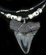 Juvenile Megalodon Tooth Necklace #27065-1